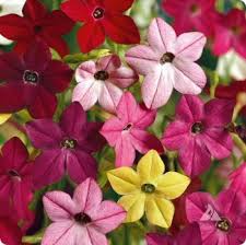 Image result for Nicotiana