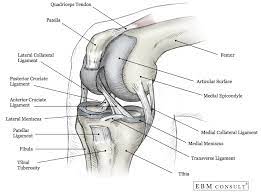 The shoulder joint part a drag the labels onto the diagram to identify the structures and ligaments of the shoulder joint. Anatomy Knee