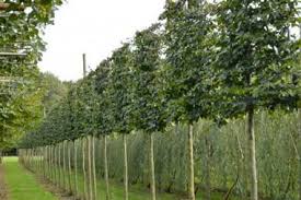 Parrotia Persica Spalier Pflanzen Garten