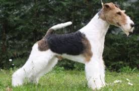 Wire fox terrier grooming is considerably more complicated. Wire Fox Terrier Information And Pictures Petguide