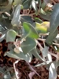 Image result for Atriplex halimus
