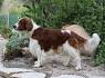 Welsh Springer Spaniel - Wikipedia