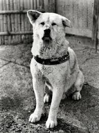 The incredible true story of Hachikō - the dog who waited. Born in 1923,  this Akita became the beloved companion of Professor Hidesaburō Ueno. Every  day they shared a special routine: Hachikō