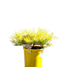 Check spelling or type a new query. Golden Diosma Coleonema Pulchellum 20cm 200mm