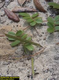 Image result for Tephrosia dasyphylla