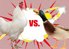 Our ducks currently lay 1 egg a day per female and are keeping up with or outlaying our chickens. Raising Ducks Or Chickens Ten Reasons To Choose Ducks Hgtv