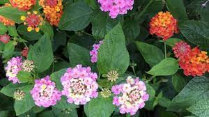 Check spelling or type a new query. Lantana Is A Perennial In The Tropics Not So Much In Maryland Baltimore Sun