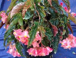 Begonia Josephine Begonia Jasmine Flower Plants