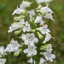 Image result for Penstemon