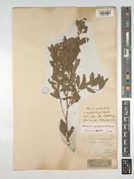 Image result for Rhoicissus tridentata