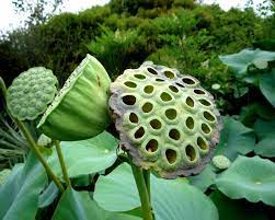 Pin On Seed Pods