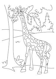 Mewarnai gambar jerapah, mewarnai gambar hewan, mewarnai gambar binatang, gambar mewarnai jerapah lucu bonikids.blogspot.com. Giraffe Enjoying Leaves Coloring Pages Download Free Giraffe Enjoying Leaves Coloring Pages For Kids Best Leaf Coloring Page Zoo Animal Art Coloring Pages