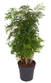 Image result for Polyscias fruticosa