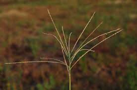 Image result for Digitaria seriata