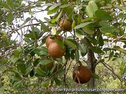 Image result for Xylocarpus