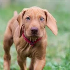 Minimum of 25 dogs earning titles with a minimum of 15 being prefix titles. Texas Vizslas Dog Home Facebook