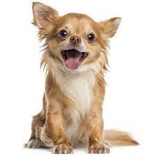 Perros Chihuahua Caracteristicas Tipos Cuidados Y Mas