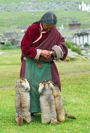 Tibetan Marmot Animals Animals Beautiful Cute Animals