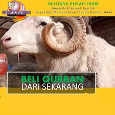 Tentu saja pamflet hewan qurban cdr memang cukup banyak dicari oleh orang di internet. Domba Kambing Kurban Qurban Bogor Depok Jabodetabek Shopee Indonesia