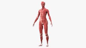 Female Muscle System 3D Model - TurboSquid 1853456