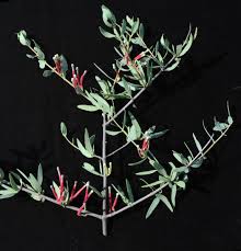 Image result for Tapinanthus dependens