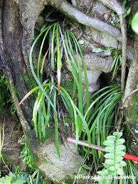 Image result for Vittaria elongata