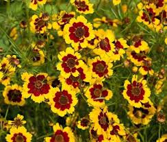 Coreopsis Plains Seeds Coreopsis Tinctoria Easiest Flowers To Grow Coreopsis Flower Trees To Plant