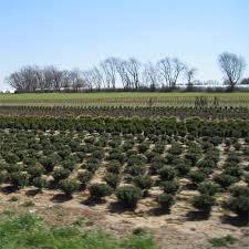 'rutgers landscape and nursery services, nj nurseries, hunterdon garden center, new jersey www.rutgersln.com. Sustainable Nursery Production Commercial Agriculture Rutgers Njaes