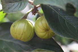 Image result for Turraea floribunda