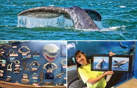 The dockside charters whale watching fleet features 50 foot delta charter boats that are clean and comfortable, united states coast guard inspected and certified. Whale Watching At The Best U S Harbor Depoe Bay Oregon Marathon Coach