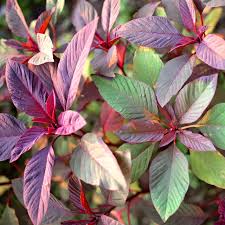 Image result for Amaranthus thunbergii