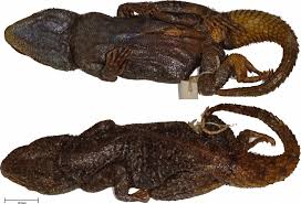 France's got talent 03 november 2015. An Extraordinary Tail Integrative Review Of The Agamid Genus Xenagama Wagner 2013 Journal Of Zoological Systematics And Evolutionary Research Wiley Online Library