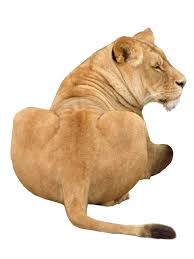 Lion Animal Png Image Animals Png Animal 2