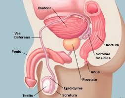 Image result for Penile Cancer