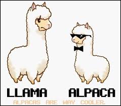 Image result for llama