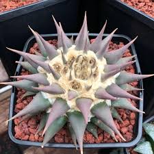 Rivenrock gardens edible cactus nursery. A Confusus Purple Ariocarpus Cactus Cacti Thelivingrock Succulents Cactus Plants Cactus Flower