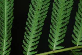 Image result for Pseudocyclosorus