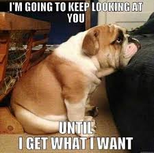 Laugh Out Loud With The Best Dog Memes Of 2021 This made us think of compiling a funny yet sweet collection of animal memes that are so funny you will hurt laughing.