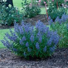 Full sun or part shade flower color: The Most Perfect Perennial Shrubs For Your Garden Pretty Purple Door