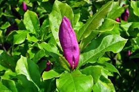 17 Dog Safe Plants You Can Add To Almost Any Garden Right Now Dog Friendly Garden Dog Safe Plants Dog Friendly Plants