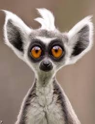 Downloads 40 Super Funny Animals Foto Http Www Mediariety Com Download 1 17269000 40superfunnyanimals Komik Hayvan Komik Hayvan Fotograflari Hayvan Mizahi
