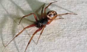 False widows like dry, warm environments where they will be unlikely to be disturbed. False Widow Spider Invasion Uk Spider Bite Hotspot Revealed Nature News Express Co Uk