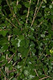 Image result for Coddia rudis