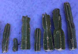 In this blog post, we'll. How To Easily Root And Propagate A Cactus Step By Step Succulent Plant Care