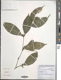 Image result for Aulacocalyx jasminiflora