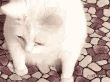 Cat Vomit Gifs Tenor