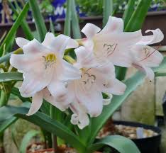 Image result for Crinum lugardiae