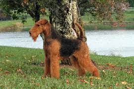 Airedale terrier puppy for sale near north carolina, mount gilead, usa. Airedale Terriers Singing Hills Kennel Airedale Terrier Breeder
