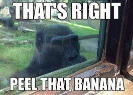 Pin By Adelaide S On Jolly Funny Animals With Captions Funny Pictures With Captions Funny Captions