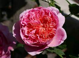 Hours, address, david austin roses reviews: Boscobel Rose Wikipedia